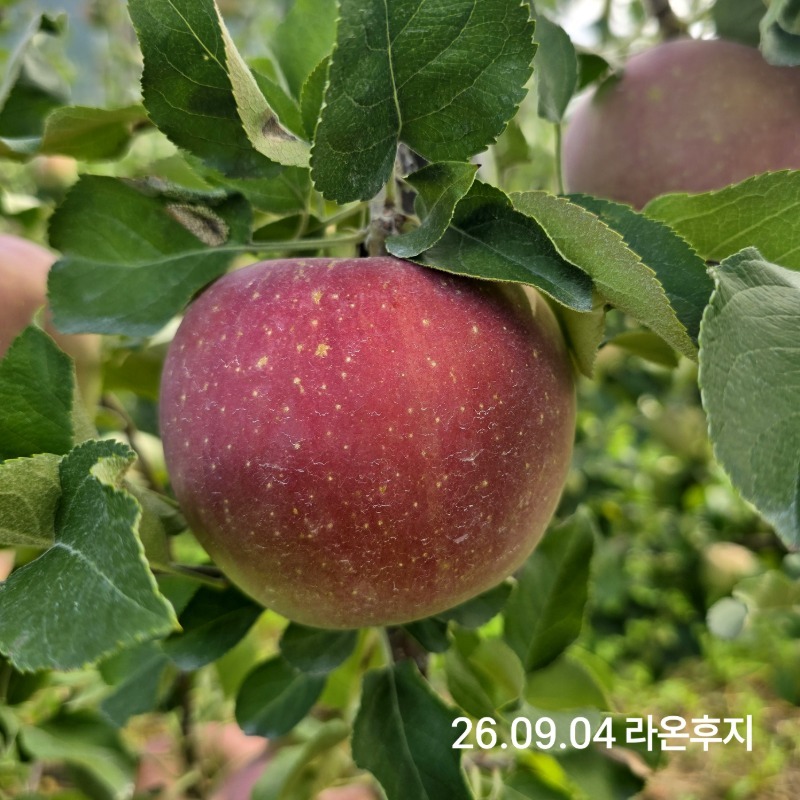 라온후지